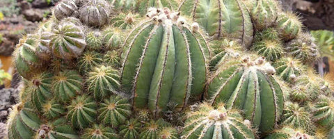 11 Best Cactus Plants for Home - Ball Cactus