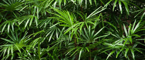 10 Outdoor Plant Decoration Ideas with Decorative Plants - Bamboo Palm