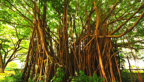 Negative Plants According to Vastu Shastra- banyan tree