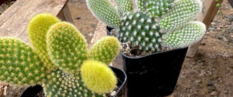 11 Best Cactus Plants for Home - Barrel Cactus