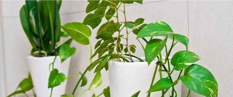 How to Decorate with Money Plant - Bathroom Companion