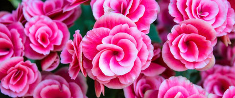 Beautiful Small Indoor Flower Plants - Begonia