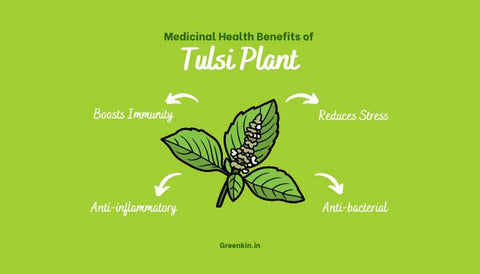 Medicinal Health Benefits of Tulsi: