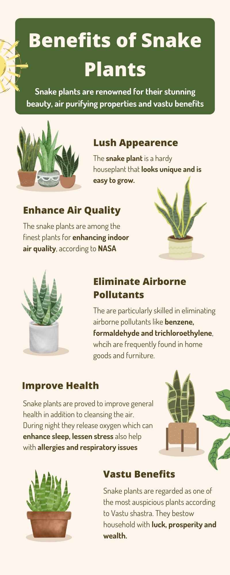 Different Benefits of Snake Plants