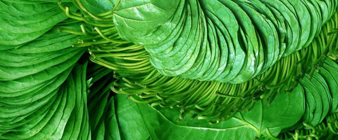 Best tall indoor plants to grow indoor - Betel Leaf Plant
