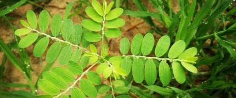 13 Best Medicinal Plants of India - Bhumi Amlaki