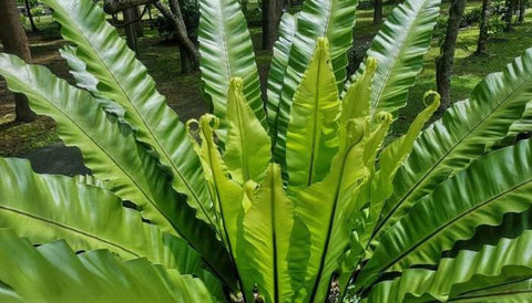 Different Varieties of Indoor Ferns in India - Birds Nest Fern