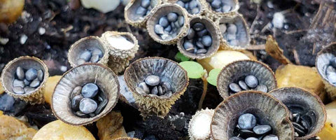 Remedies To Remove Fungus From Gardens - Birds Nest Fungi