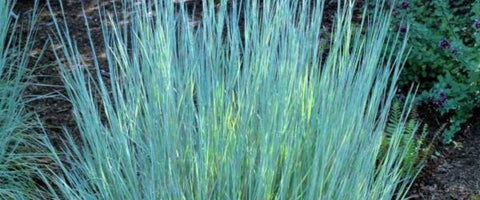 Best plants to attract Songbirds in your Garden - Bluestem