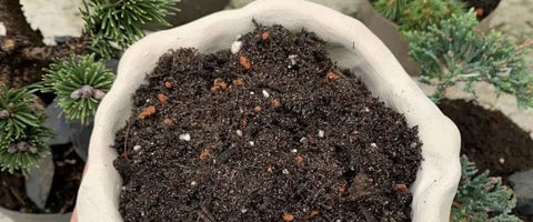 Types of Soil for Growing Houseplants - Bonsai Soil Mix