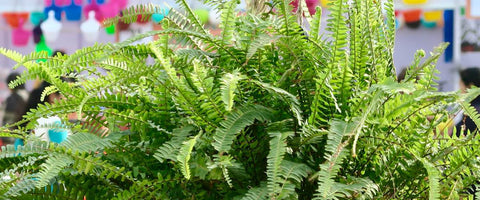 Indoor Plants That Attract Money - Boston Fern