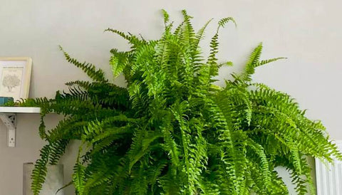 Different Varieties of Indoor Ferns in India - Boston Fern