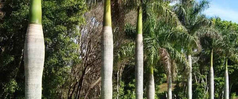 Types of Palm Plants You Can Grow Indoor - Bottle Palm