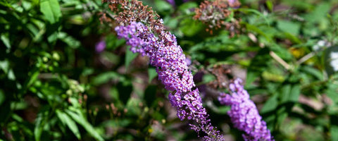 30 Long-Lasting Flowers for Your Garden - Butterfly Bush