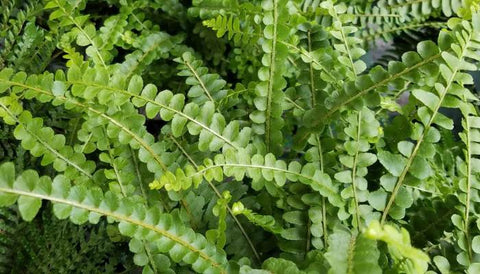 Different Varieties of Indoor Ferns in India - Button Fern