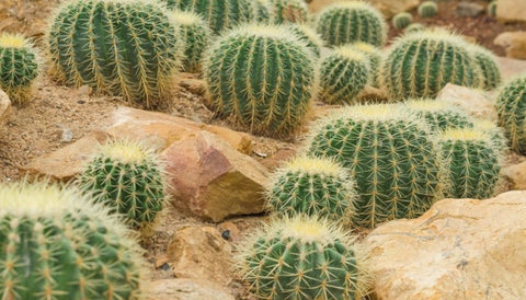 Negative Plants According to Vastu Shastra- Cactus