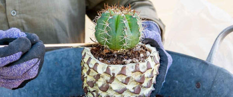 Types of Soil for Growing Houseplants - Cactus Mix