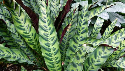 Indoor Plant Watering Guide - Calathea Rattlesnake