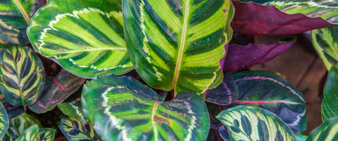 Best Indoor Plants for Better Sleep - Calathea