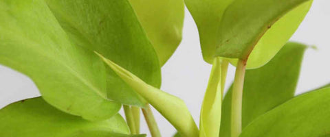 Best tall indoor plants to grow indoor - Ceylon Golden Plant
