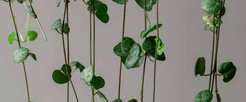 12 Most Beautiful Outdoor Hanging Plants - Chain of Hearts