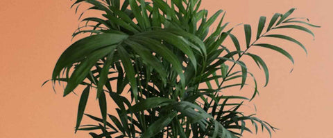 Best Indoor Plants for Better Sleep - Chamaedorea Palm