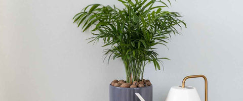 Types of Palm Plants You Can Grow Indoor - Chamaedorea Palm