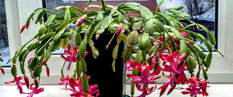 11 Best Cactus Plants for Home - Christmas Cactus