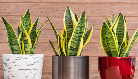 How to Choose the Best Indoor Plant for Your Home - Snake Plant