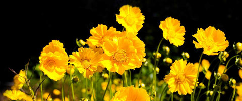 Best plants to attract Songbirds in your Garden - Coreopsis