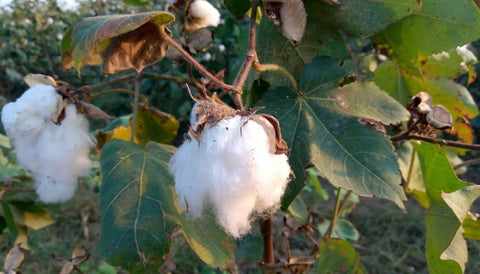 Negative Plants According to Vastu Shastra- cotton plant