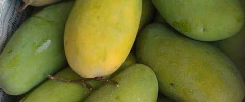 The Top 21 Verities of Mango in India - Dasheri Mango