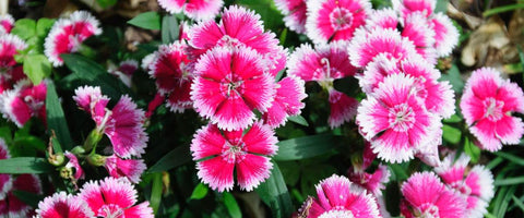 30 Long-Lasting Flowers for Your Garden - Dianthus