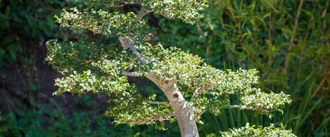 Different Bonsai Trees - ELm Bonsai Tree