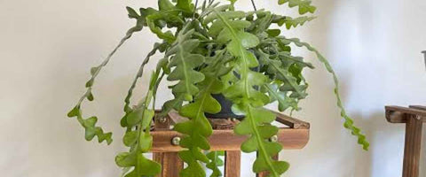 11 Best Cactus Plants for Home - Fishbone Cactus