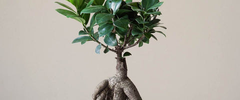 Different Bonsai Trees - Ficus Bonsai Tree