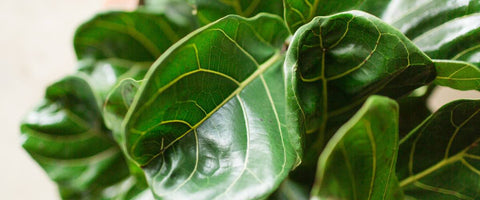 Outstanding Plants for Meeting Rooms - Fiddle Leaf Bambino