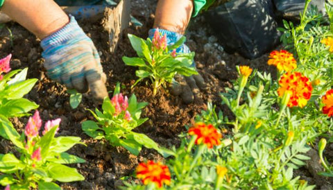 Rooftop Garden Design Ideas and Tips