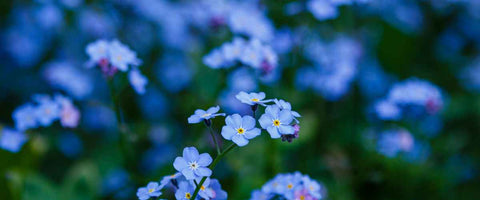 11 Most Beautiful 5-Petal Flowers - Forget Me Not