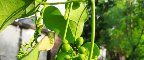 13 Best Medicinal Plants of India - Giloy