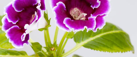 Beautiful Small Indoor Flower Plants - Gloxinia