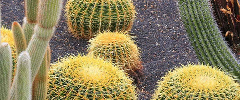 11 Best Cactus Plants for Home - Golden Barrel Cactus