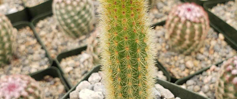 11 Best Cactus Plants for Home - Golden Rat Tail Cactus