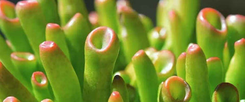 8 Best Plant Varieties to Grow in Water - Gollum