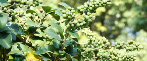 13 Best Medicinal Plants of India - Guggul