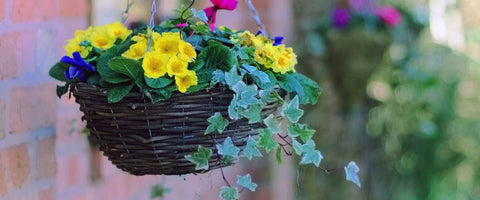 How to Select Perfect Pot for Your Plants? - Hanging Baskets