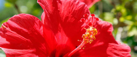 11 Most Beautiful 5-Petal Flowers - Hibiscus