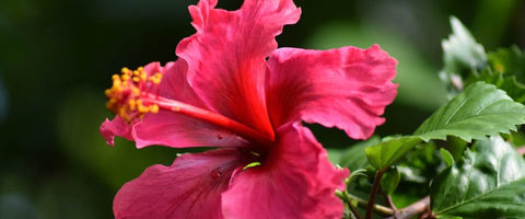 30 Long-Lasting Flowers for Your Garden - Hibiscus