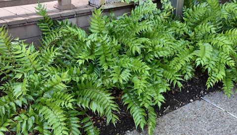 Different Varieties of Indoor Ferns in India - Holly Fern