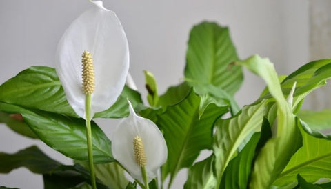 Benefits of Peace Lily Plant
